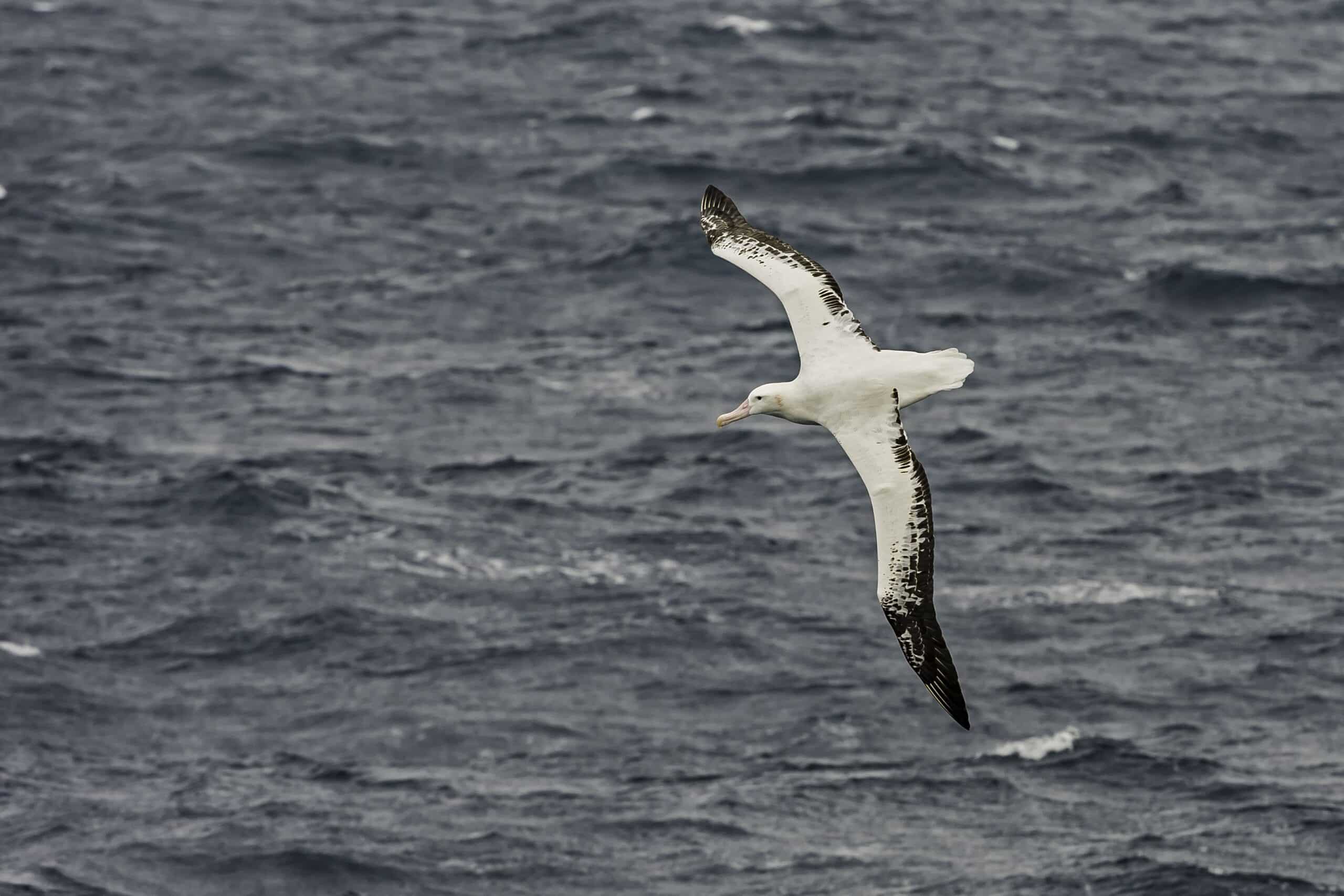 8-datos-asombrosos-sobre-los-albatros-scaled