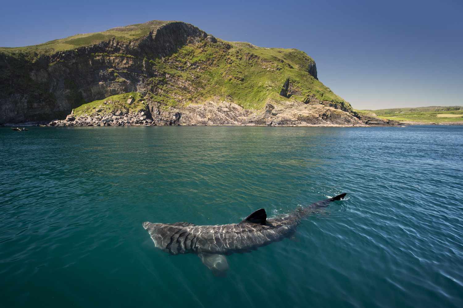 8-datos-fascinantes-sobre-el-majestuoso-tiburon-peregrino