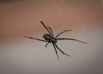 8 datos sobre la araña viuda negra