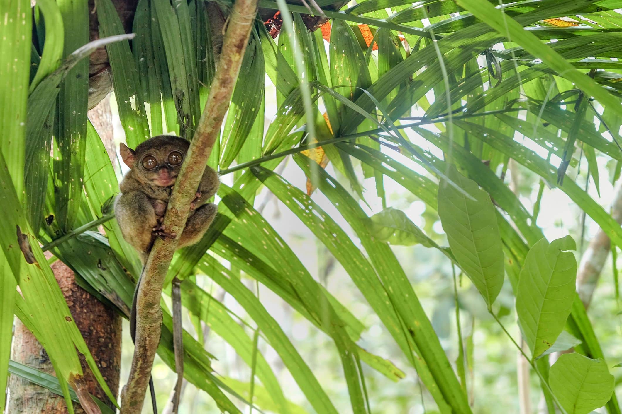 8 de los animales más pequeños de su especie