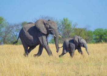 8 de los bebés más grandes del reino animal