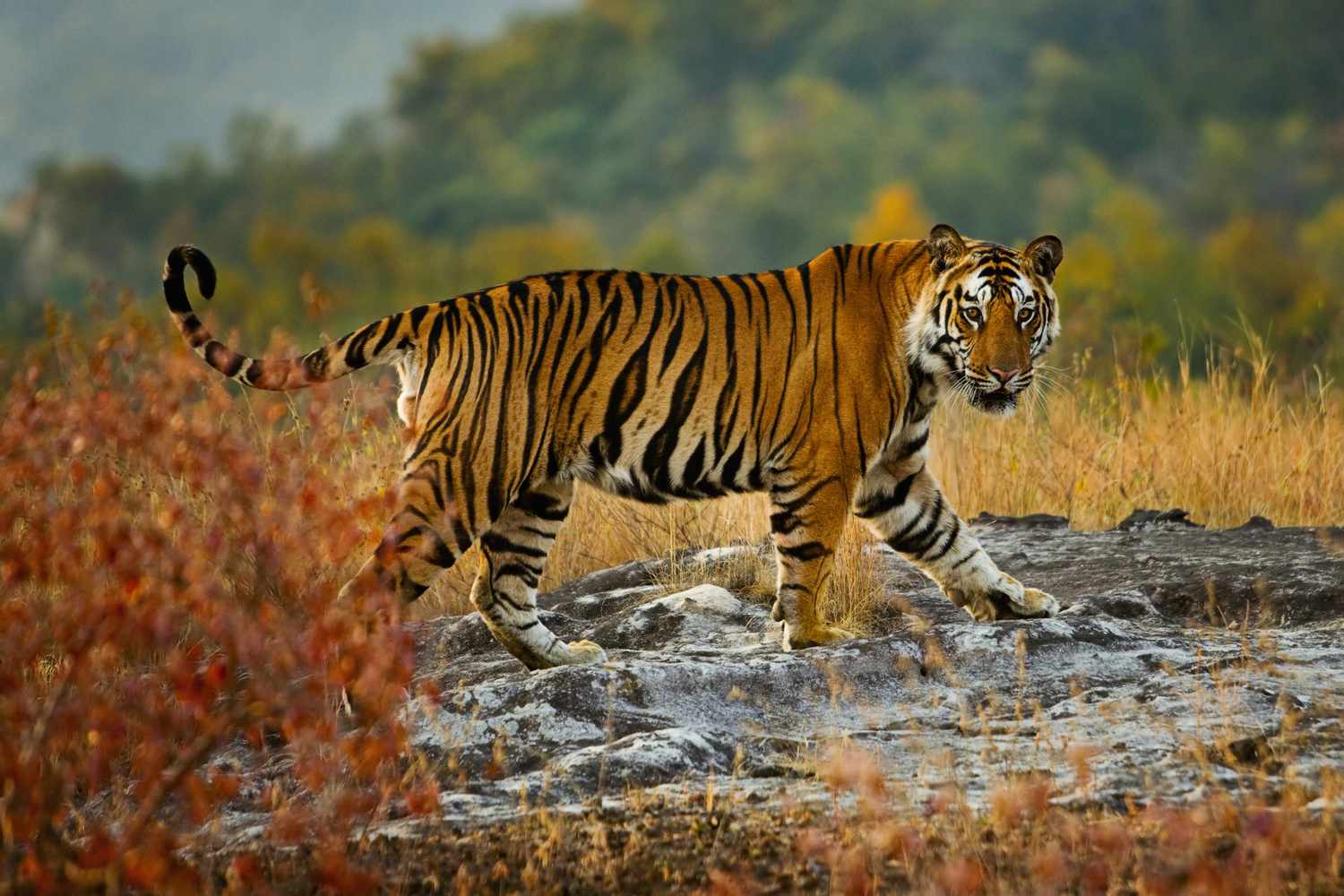 8-hechos-asombrosos-del-tigre-de-Bengala