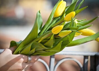 Costos ecológicos y sociales de las flores cortadas