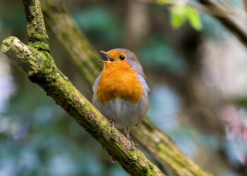 9 pájaros que cantan en la noche