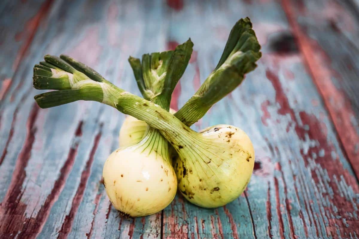 9 restos de cocina para volver a cultivar verduras, reducir el desperdicio de alimentos y ahorrar dinero