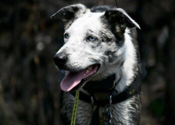 Bear the Dog está salvando a los koalas de Australia y necesita tu ayuda