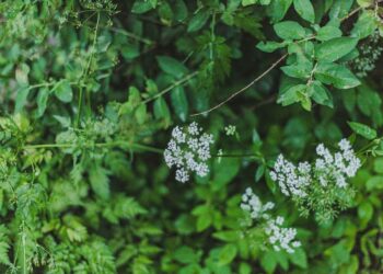 Cómo atraer insectos buenos a tu jardín