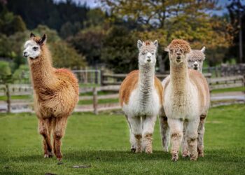 Cómo criar tus propias alpacas en la granja