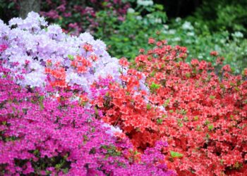 Consejos para el cuidado de las plantas, variedades y más