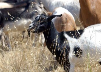 La campaña ‘Goat Fund Me’ de California Town para aliviar el riesgo de incendios forestales es un éxito rotundo