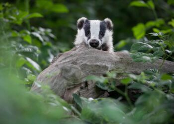 Los animales temen más a los humanos que a los osos, lobos y perros
