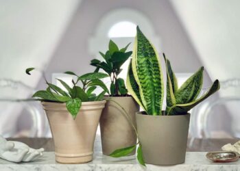 Los beneficios de agrupar plantas de interior juntas