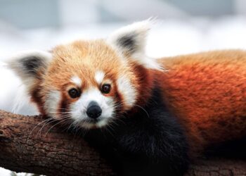 Los pandas rojos son en realidad dos especies distintas