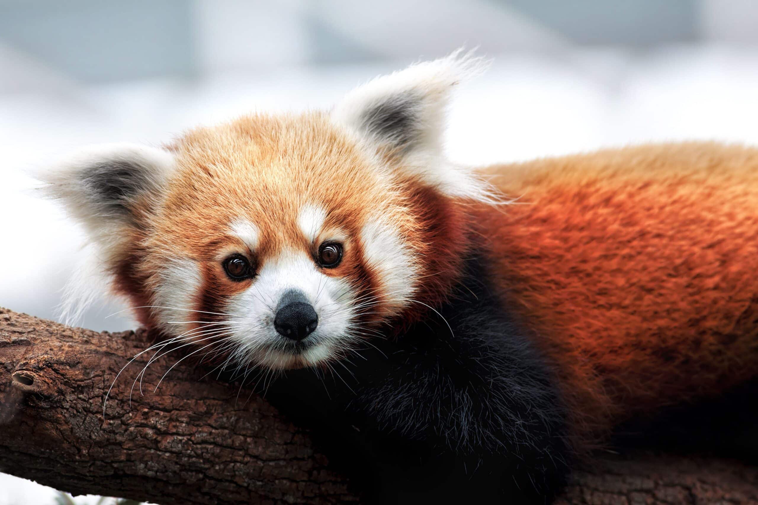 Los pandas rojos son en realidad dos especies distintas