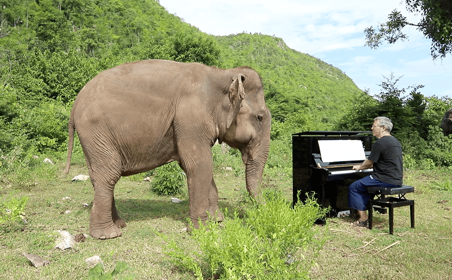 Paul Barton trae su música y un momento de paz a los elefantes rescatados