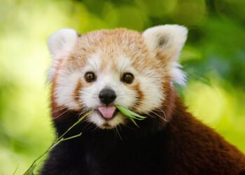 Por qué los pandas rojos están en peligro y qué podemos hacer