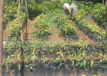 Una mujer fenomenal que transformó piedras en frutas en el norte de Etiopía