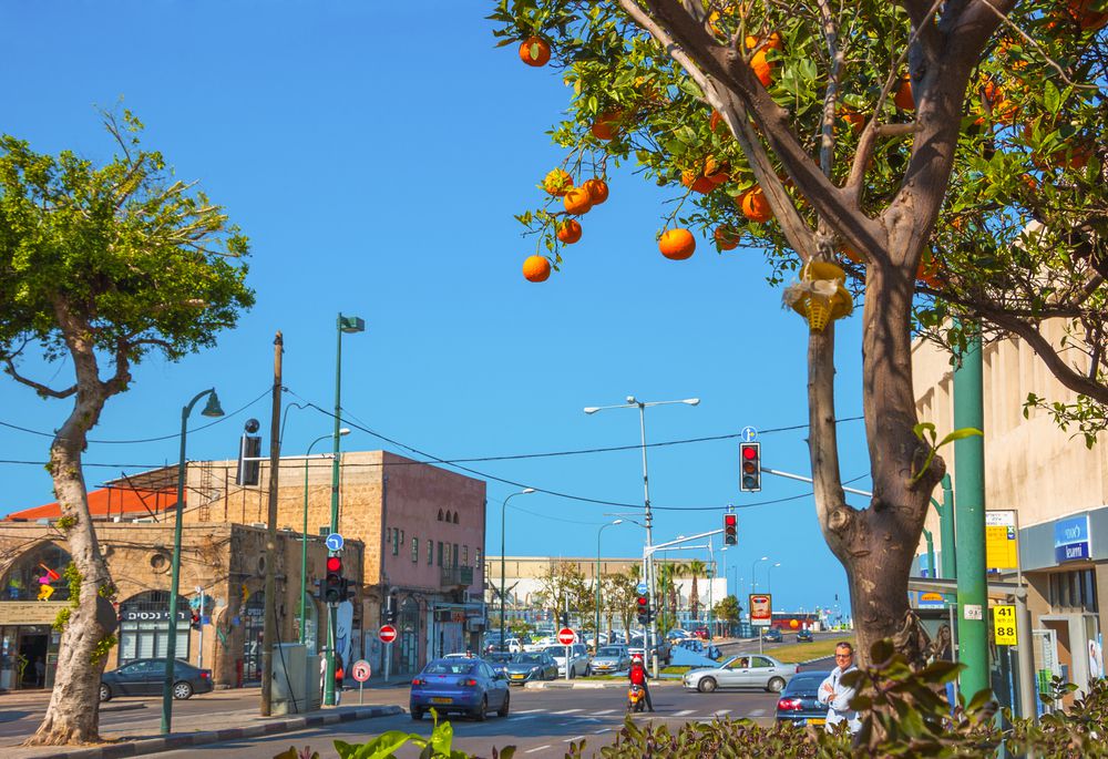 Sunshine Coast Council proyecta una nube oscura sobre el proyecto de huerta urbana