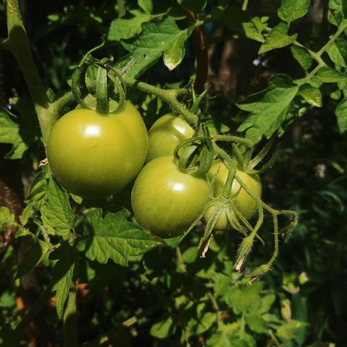 Tomatoes-featured