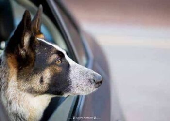 Una guía completa para realizar viajes por carretera con su perro