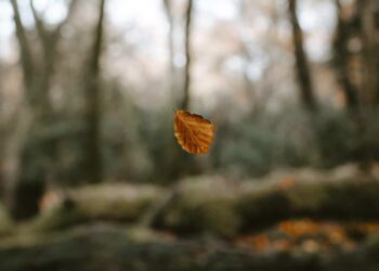 Un nuevo acuerdo para la naturaleza: amplificando las voces y los derechos de la naturaleza y la vida silvestre