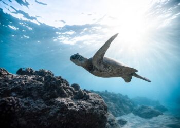 Protegiendo la Gran Barrera de Coral