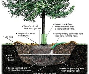 Cómo plantar un árbol para volverse verde