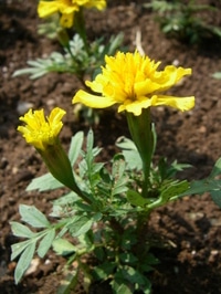 marigold_2