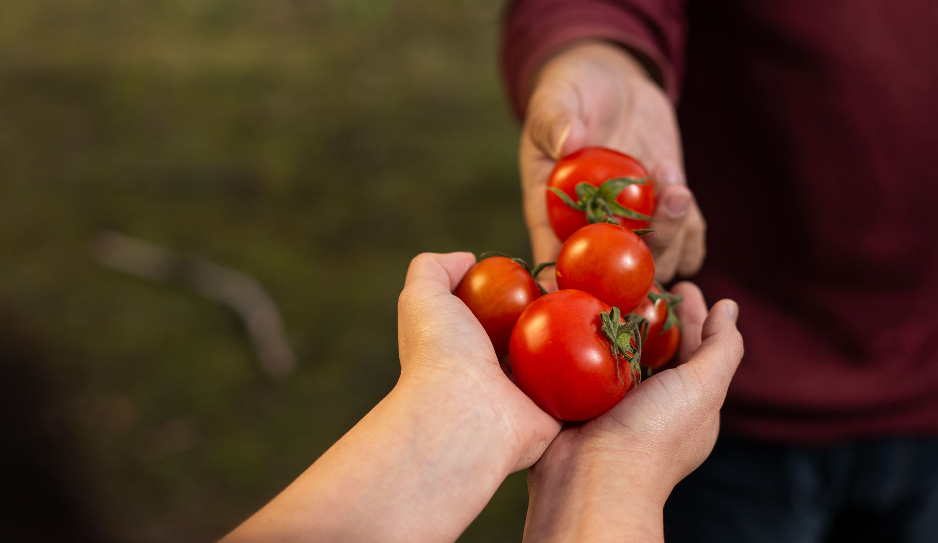 misc_tomatoes_hands