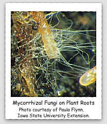 Hongos micorrízicos y el reino vegetal