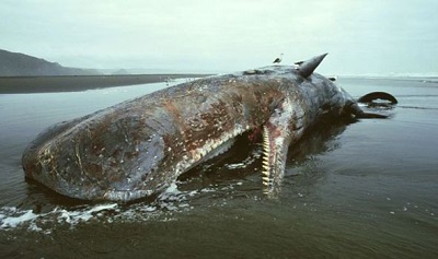 sperm-whale-died-swallowed-plastic-Spain-coast-EIA