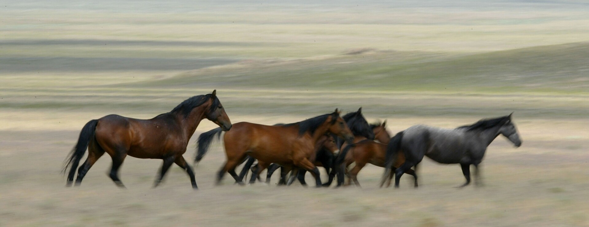 wild-horses-under-attack-as-subsidy-to-meat-industry