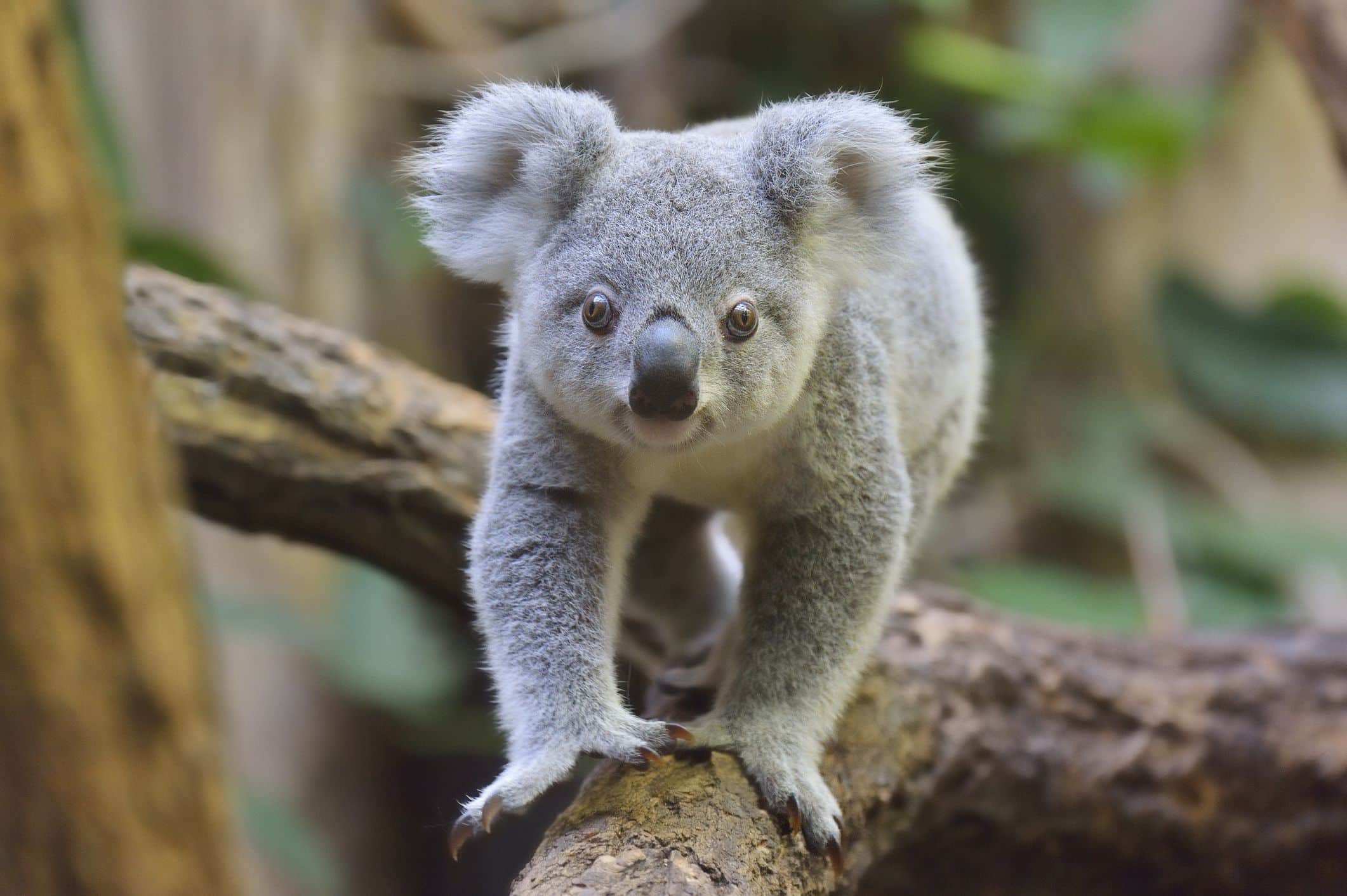 ¿Estan-en-peligro-los-koalas