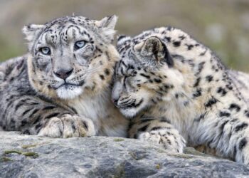 ¿Están en peligro los leopardos de las nieves?  Estado de Conservación, Cómo Ayudar
