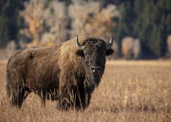 ¿Están los bisontes en peligro de extinción?  Estado de Conservación y Perspectivas