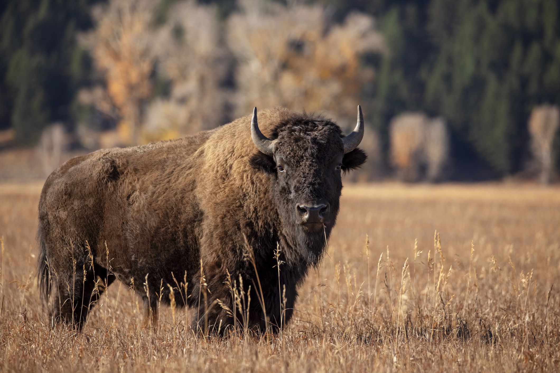 ¿Están los bisontes en peligro de extinción?  Estado de Conservación y Perspectivas