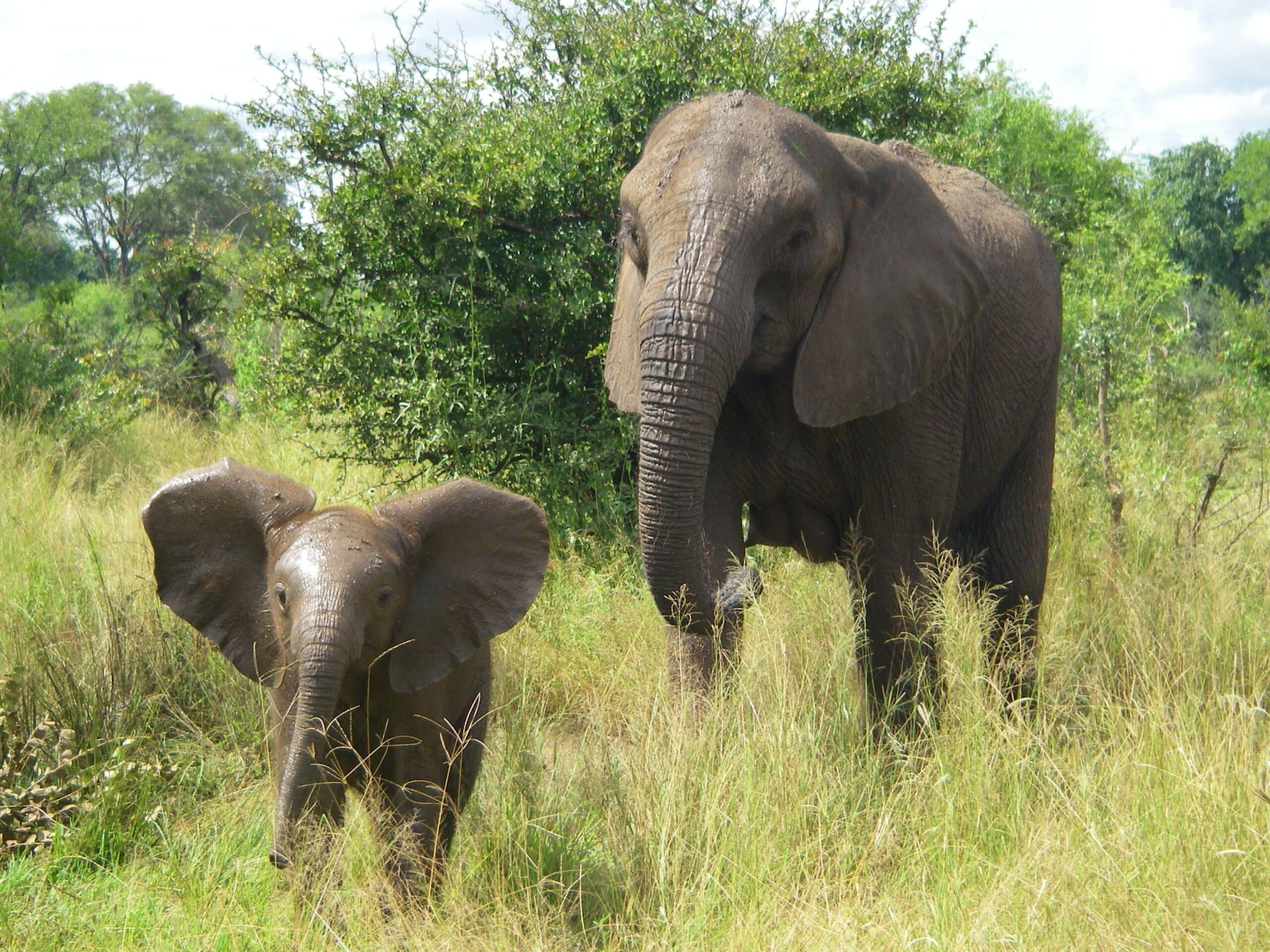 ¿Estan-los-elefantes-en-peligro-de-extincion-Estado-de-Conservacion-scaled