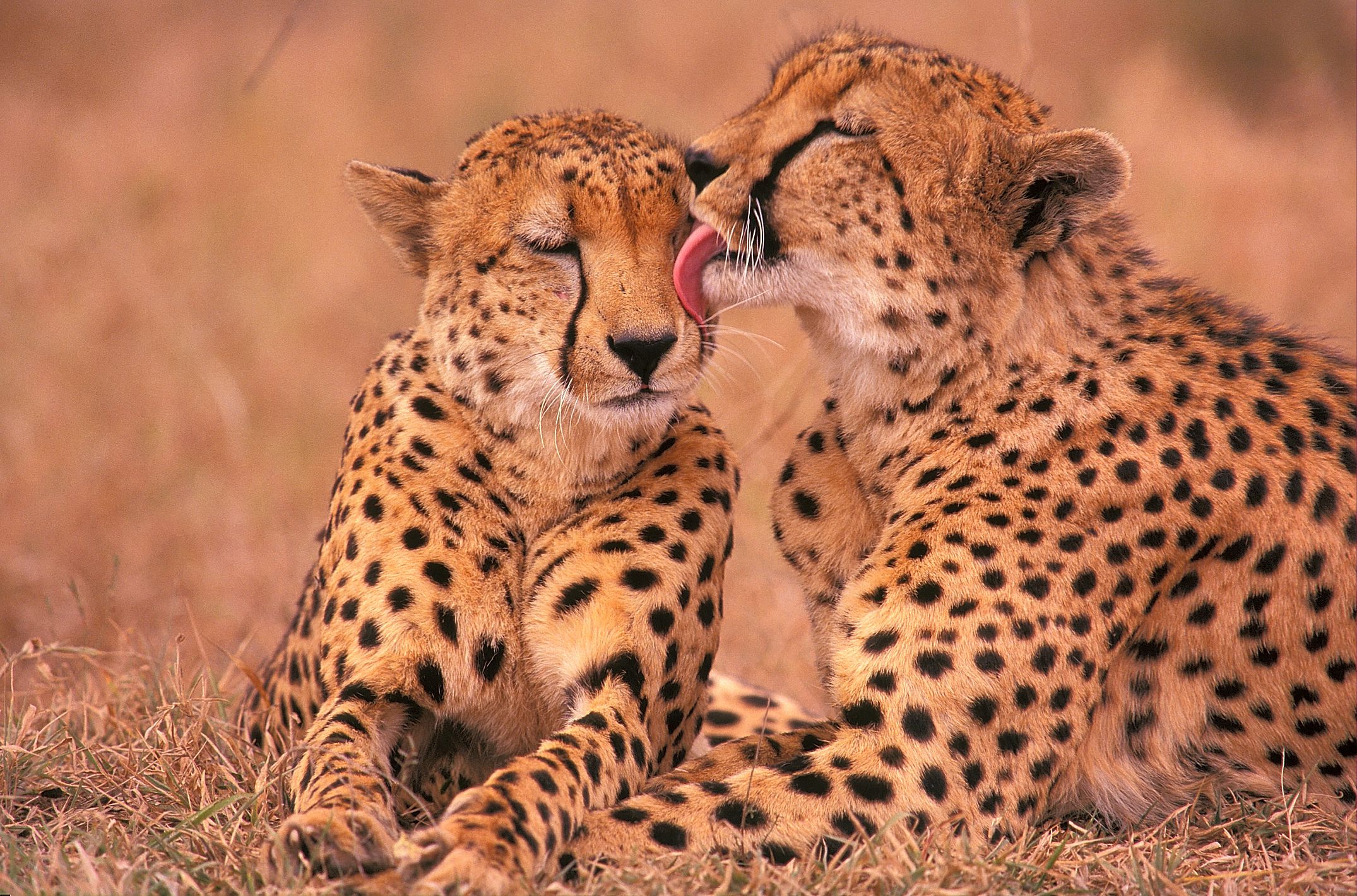 ¿Estan-los-guepardos-en-peligro-de-extincion-Estado-de-conservacion
