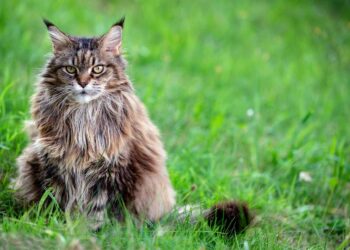 ¿Los gatos siberianos son hipoalergénicos?