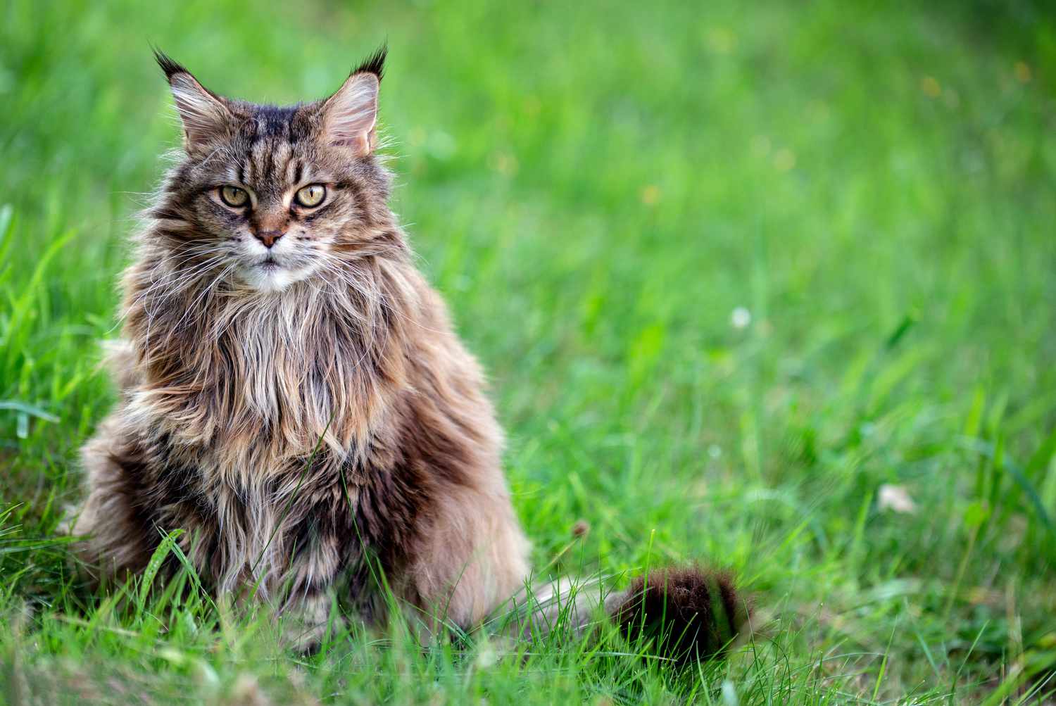 ¿Los-gatos-siberianos-son-hipoalergenicos