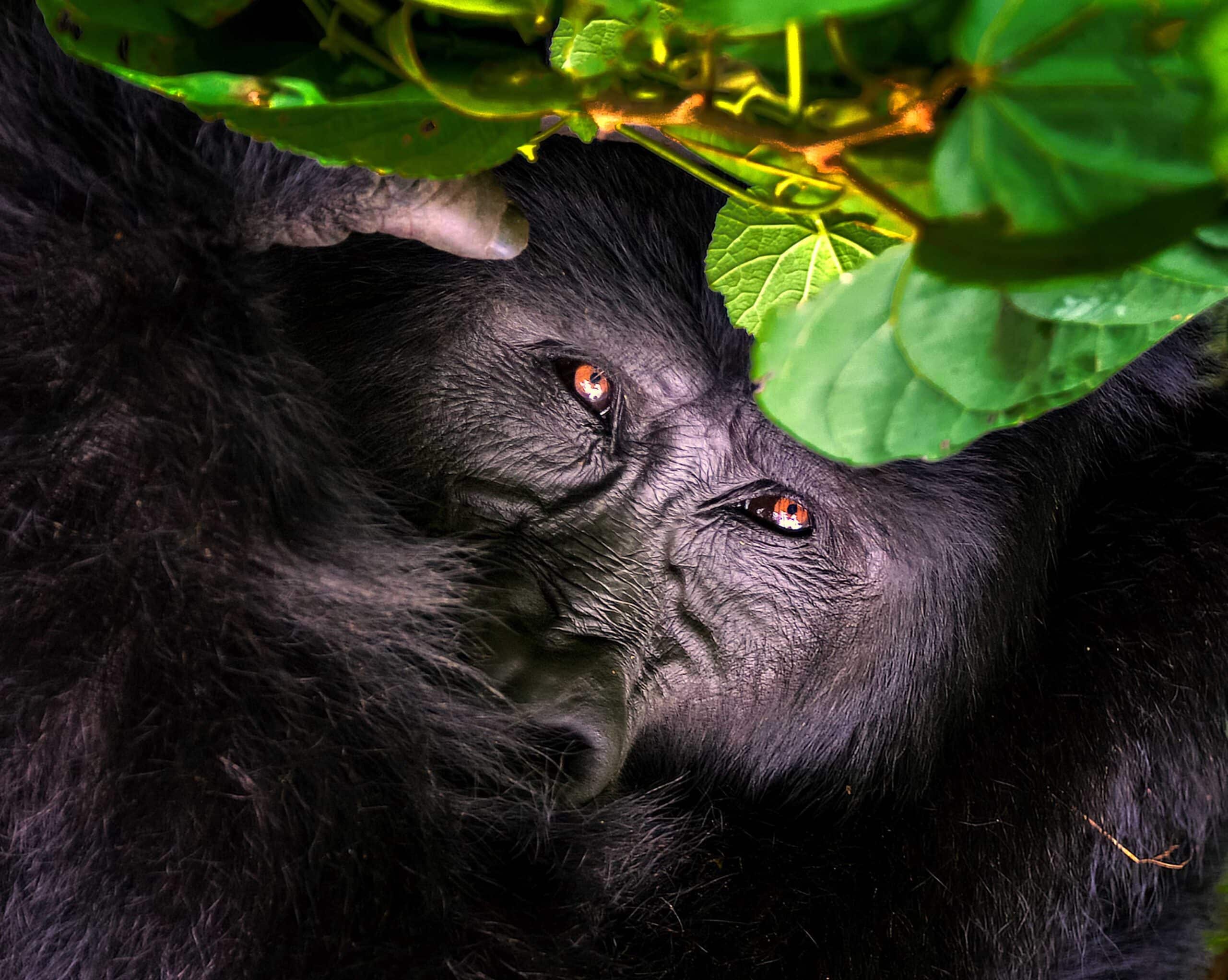 ¿Por-que-los-gorilas-estan-en-peligro-scaled