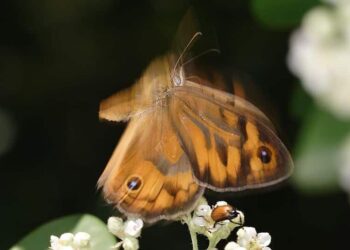 ¿Puede una mariposa batir sus alas realmente causar un huracán?