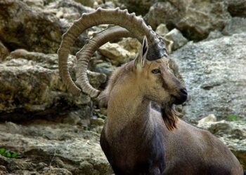 Recordando la Extinción de la Bucarda: Un Llamado a la Conciencia Ambiental